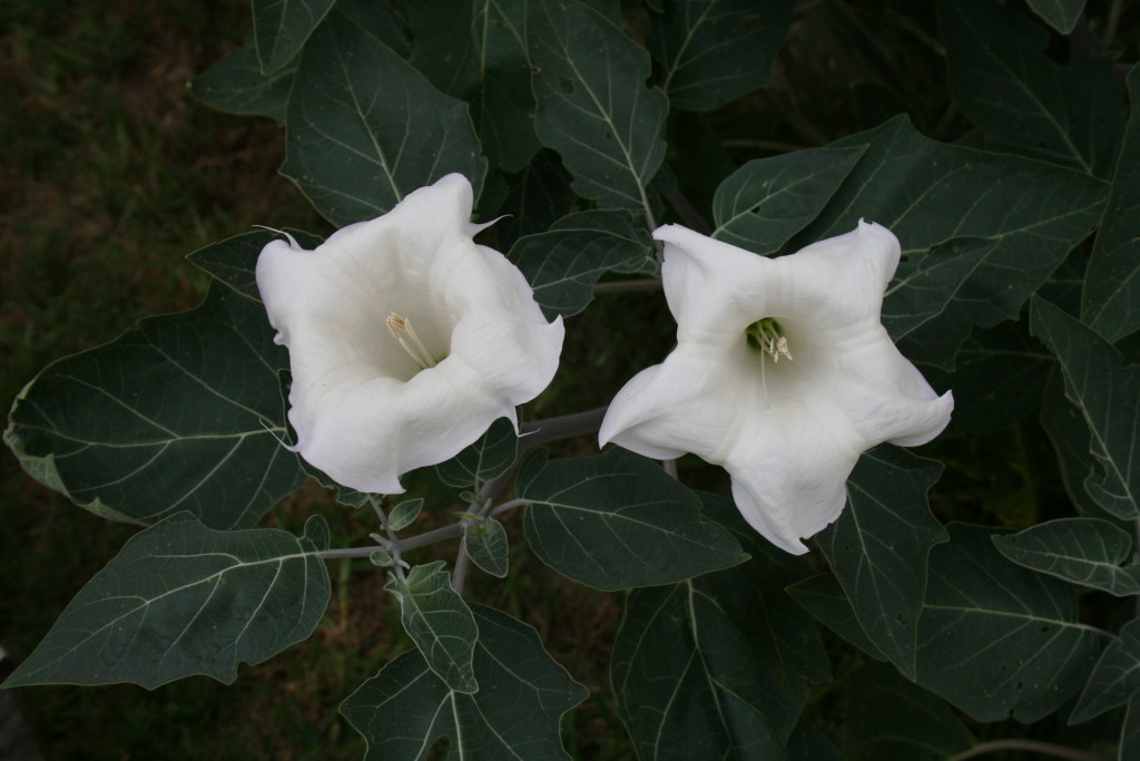 Angel Flowers Angel Flower