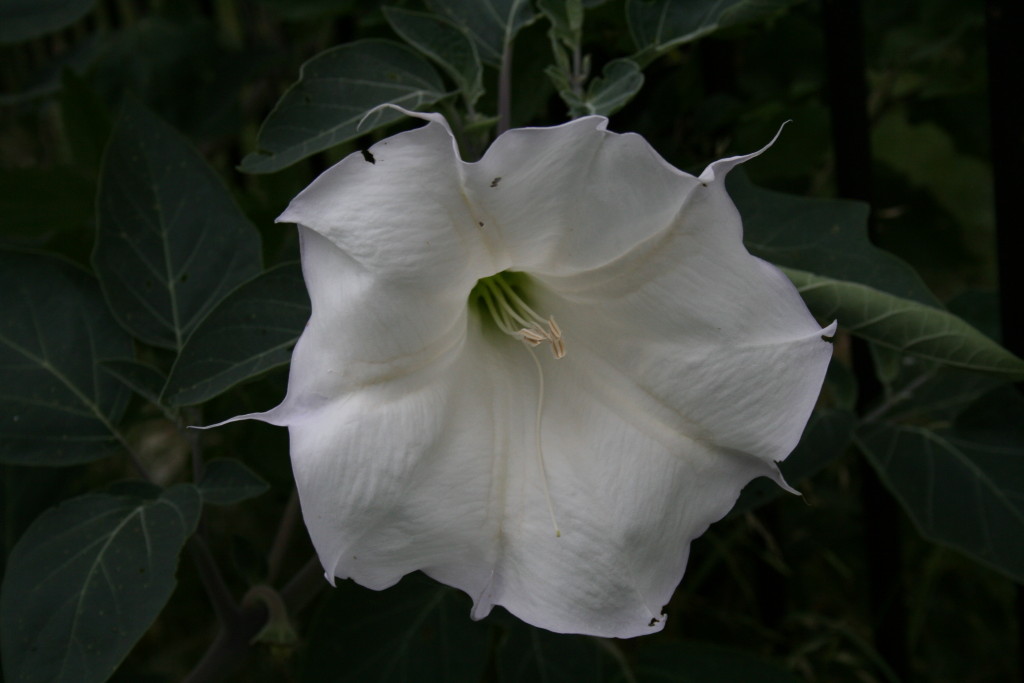 Angel Flowers Angel Flower