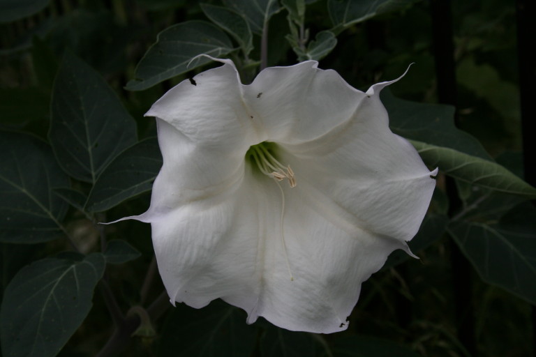 Angel Flowers Angel Flower